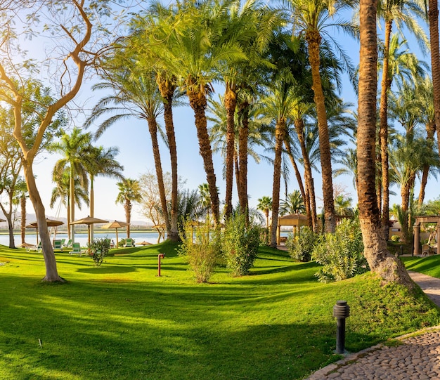 Park and palm trees