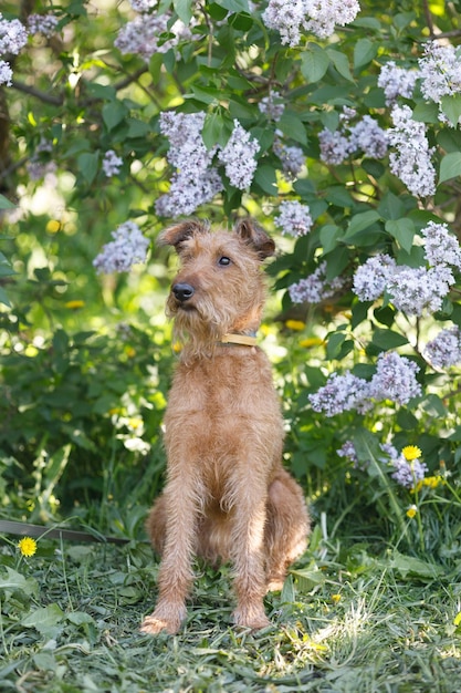 in the park a red terrier dog is sitting in a lilac