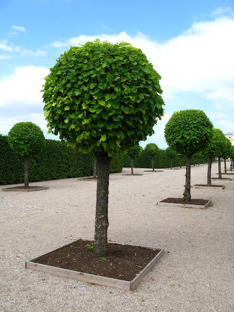 Il parco del palazzo di rundale in lettonia paese baltico