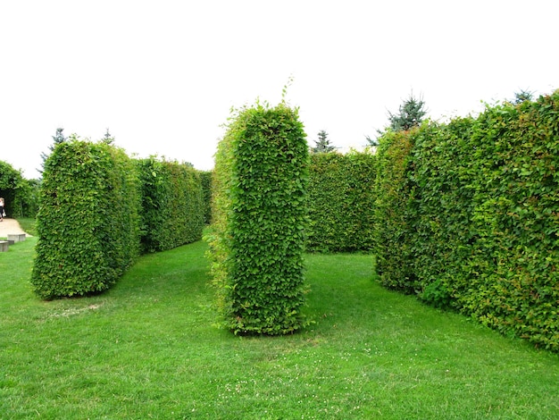 Foto il parco del palazzo di rundale in lettonia paese baltico