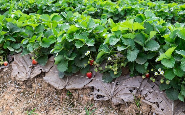 Park&#39;s Strawberry