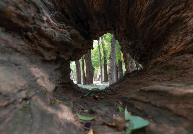 Park seen through an empty trunk.