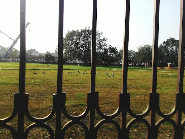 Park seen through iron gate