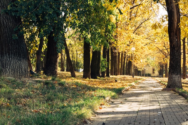 Photo park to the sidewalk and streetlights in the autumn at sunny day