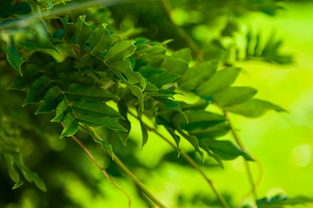 Park in the summer. Green leaves of acacia close up.