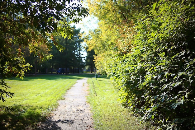 park summer sun trees path