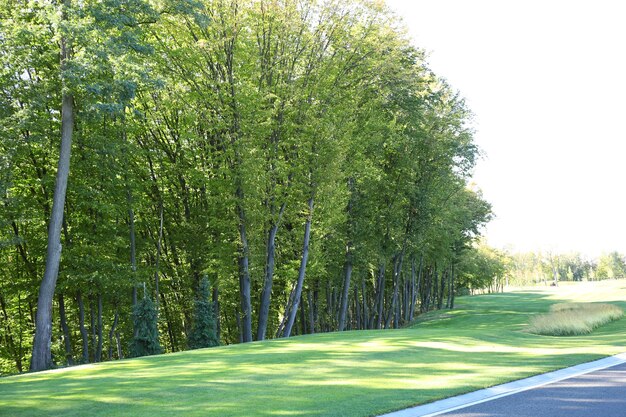 Park in the Summer