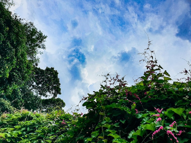 写真 青い空を背景に公園の木