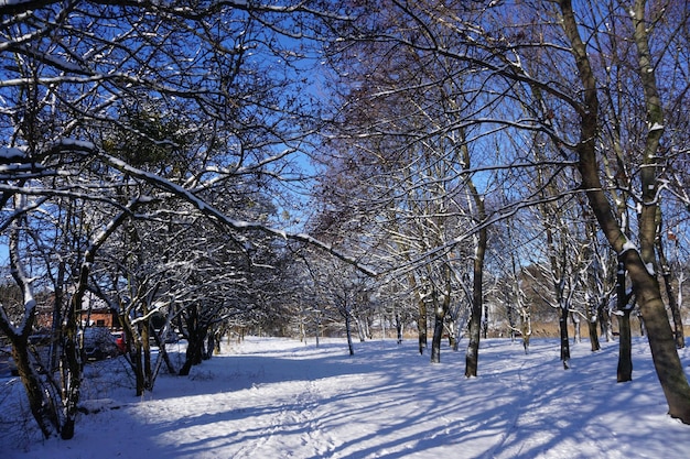 Park in winter at daytime