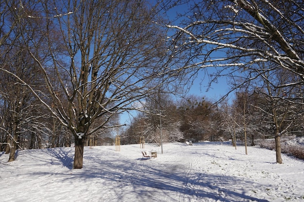 Park in winter at daytime