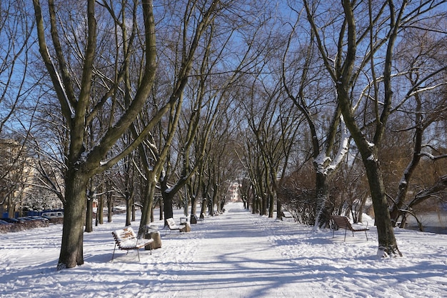 Park in winter at daytime