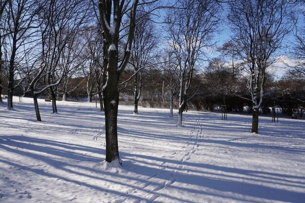 Park in winter at daytime