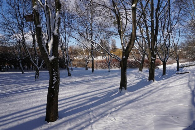 Park in winter at daytime