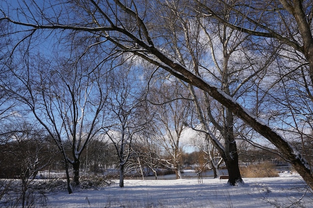 Парк зимой в дневное время