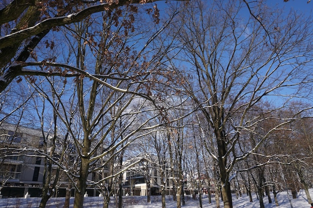 Park in winter modern apartments on second plan