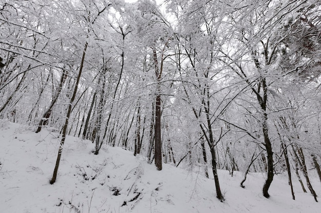 Parco nella stagione invernale