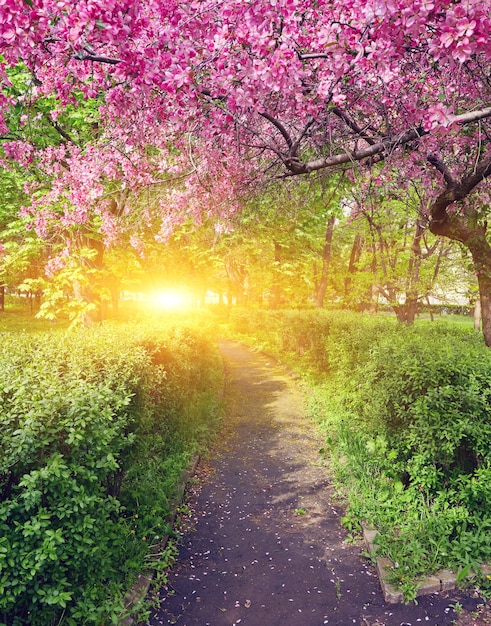 Foto parco con viale di meli rossi in fiore