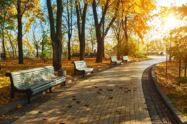 Park with bench on alley in autumn