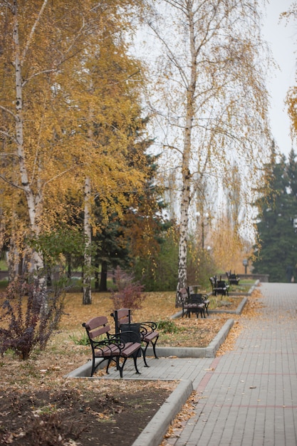 黄色の秋の路地にベンチのある公園。