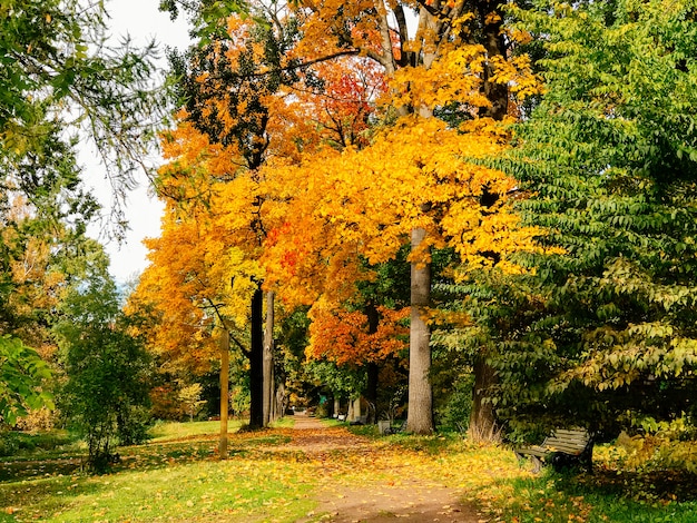 Park with bench and pathway with fallen leaves in autumn alley