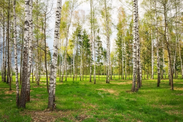 Парк с березками и зеленой травой