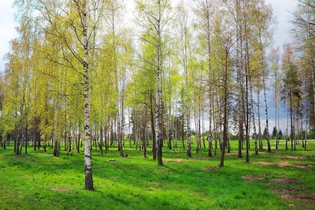 Park with birch trees and green grass