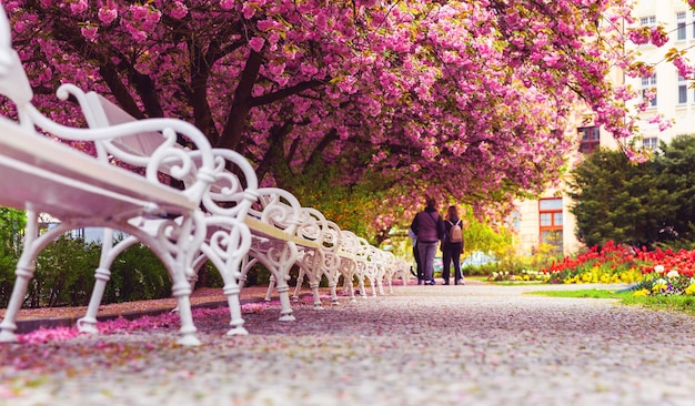 花桜と白いベンチのある公園