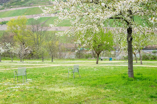 春には川の近くに椅子とたくさんの木がある公園
