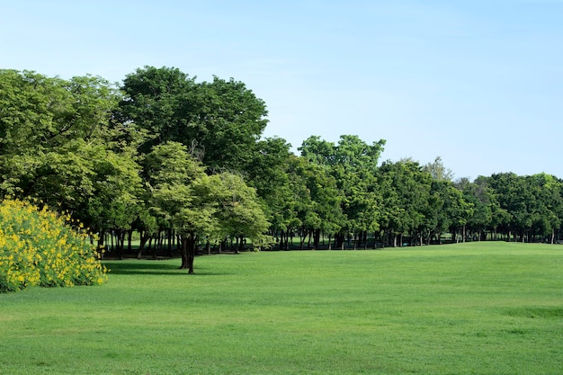 사진 푸른 잔디와 나무가있는 공원