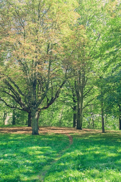 緑の木々 の芝生と小道のある公園