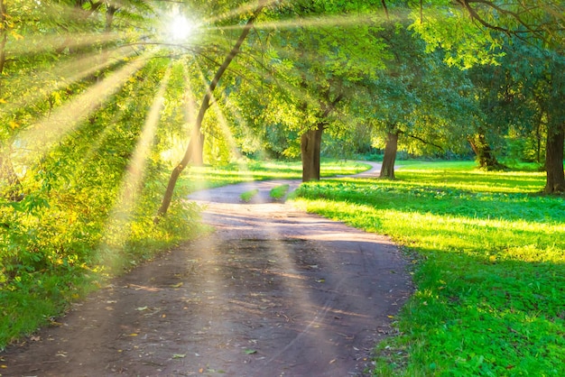 写真 緑の木々のある公園