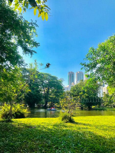 青い空を背景に湖と木がある公園