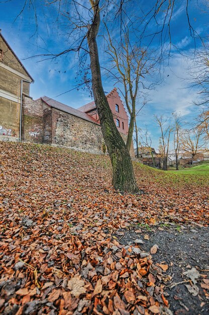 Park with leaves in Wschowa