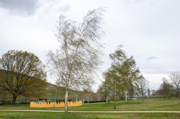 Park with much trees near the river in spring time