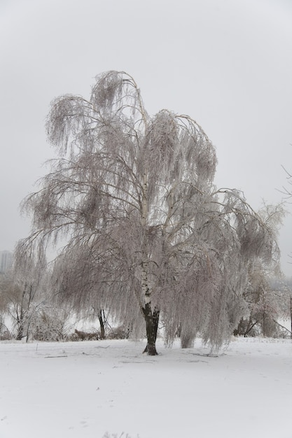 Фото Парк с деревьями во льду. зимний лес