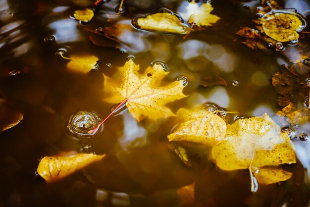 In the Park of yellow leaves lie in a puddle