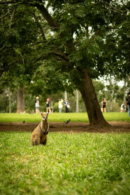 in the park