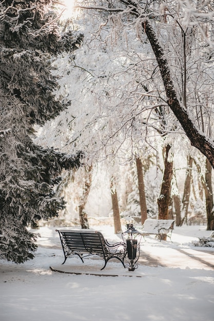 Parkbank in sneeuw op de achtergrond van bomen