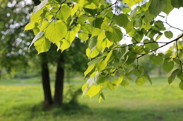 Parkeer in de stad, jonge scheuten van bomen in de lente