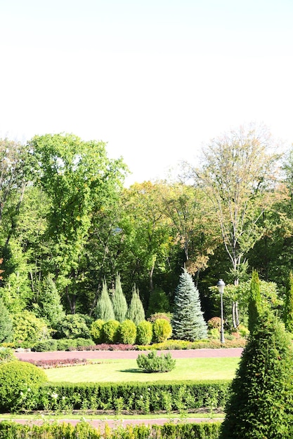 Foto parkeer in de zomer