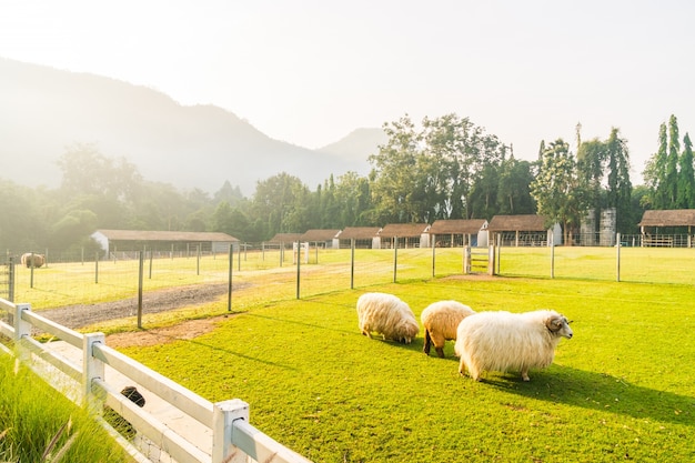 Parkeer met groen veld