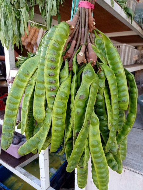 Parkia speciosa 쓴 콩 꼬인 덩어리 콩 또는 악취 콩은 Parkia 속의 식물입니다