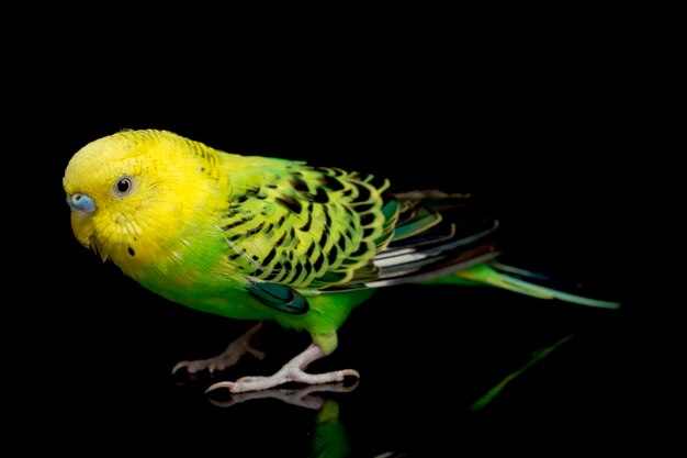 Parkieten grasparkiet vogel op zwart