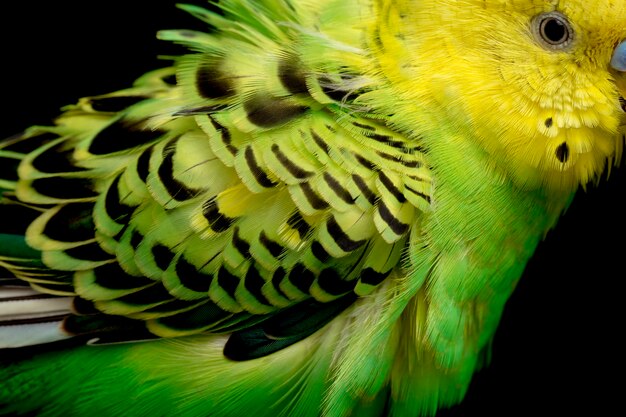 Parkieten grasparkiet vogel op zwart