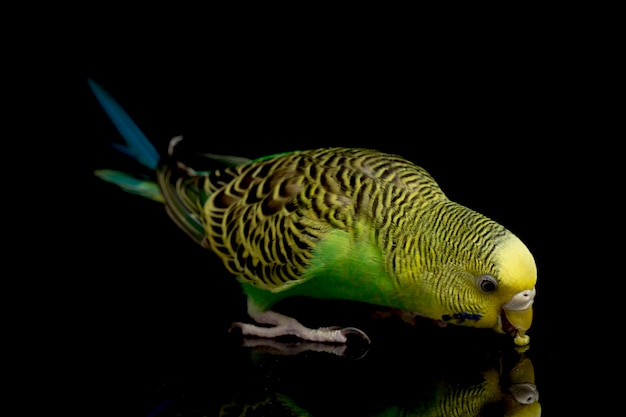 Parkieten grasparkiet vogel op zwart