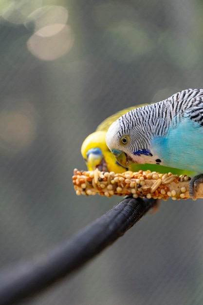 Parkietvogel die zaden eet die zich op een draadachtergrond bevinden met bokeh mooie kleurrijke vogel mexico