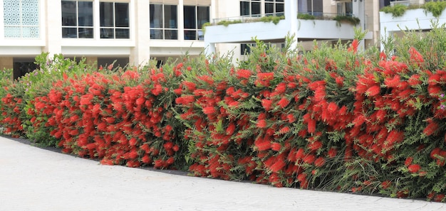 parksteeg met bloembeplanting