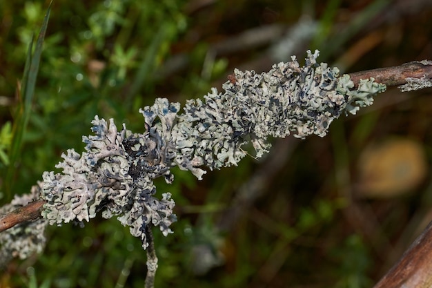 Parmelia sulcata lat Parmeliasulcataタイプの地衣類属Parmelee科ウメノキゴケ科