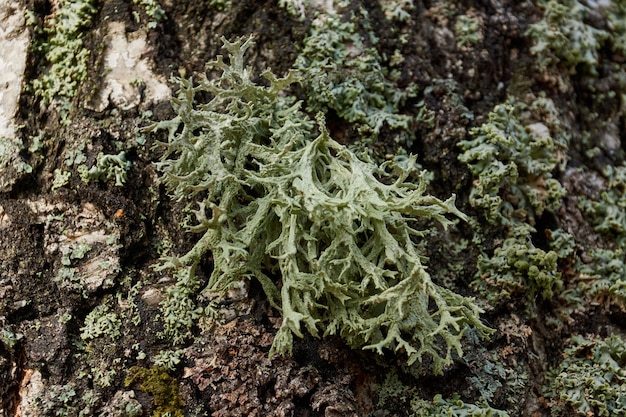 Photo parmelia sulcata (lat. parmelia sulcata) - type of lichen genus parmelee (parmelia) family parmeliaceae (parmeliaceae).