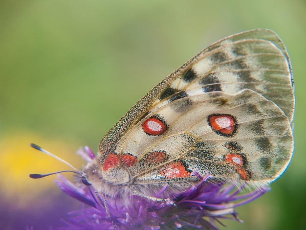 Parnassius apollo